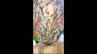 self injury Eclectus parrot therapy course 58 자해하는 뉴기니아앵무새 치료과정 58