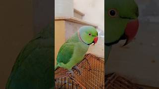 #ytshorts #shorts #foryou #ani…