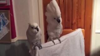 춤추는 앵무새 앨비스 노래 + 기타 연주