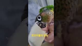 참외먹는 앵무새#앵무새키우기 #코뉴어 #앵우새 간식#앵…