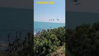 청금강앵무새 바다에서 #shorts