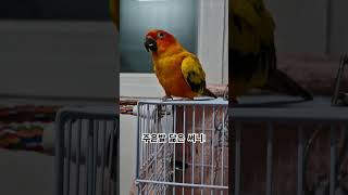 써니야~홍콩 영화배우 주윤발을 알아?  #썬코뉴어 #parrot #앵무새 #홍콩 #hongkong #주윤발 #영화배우 #movie actor #국수 #noodle#써니