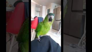 한스마카우 앙꼬의 옹알이♡