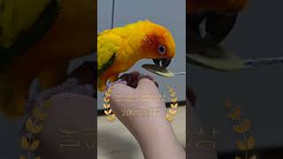 이유식 먹는 썬몬이ㅋㅋㅋ #birds #앵무새 #parrot #코뉴어 #cute #이유식먹방#썬코뉴어