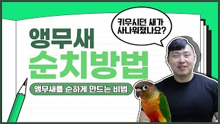 [앵무새키우기]앵무새를 쉽게 순치시키는 방법 궁금하셨죠?