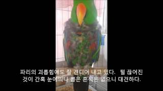 self injury Eclectus parrot th…