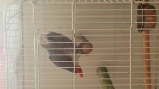 말하는 앵무새 회색앵무 알렉스(Alex) 동영상... …