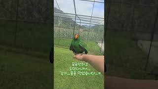 아마조나 또 다녀온 뉴기니아앵무새 크롱이  #뉴기니아 #parrot #birds #뉴기니아앵무 #뉴기니아앵무 #반려동물 #뉴기니아앵무새 #동물
