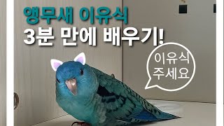 앵무새 이유식 만들기/먹이기 3분 교실 이유식 먹는 앵무새