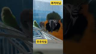 청금강을 사랑한 퀘이커 #animal #birds #p…