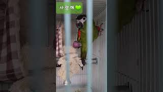 사랑해   한스마카우  루이