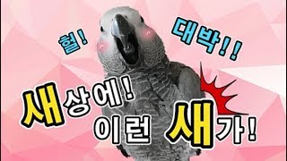[수다쟁이 회색앵무 코코] EP19. 대박!! 새상에 이런 새가!!! (코코의 하루 편)