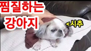 찜질하자 부르면 오는  #시추강아지#앵무새와강아지#강아…