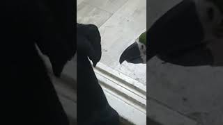 잔소리하는 새동이. 쫄보 개동. #닥스훈트 #앵무새 #청금강 #마카우