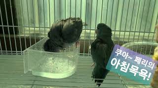 유리앵무 :: 불꽃튀기는 아침 목욕! 앵무새는 깨끗한  랍니다^^