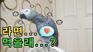 [수다쟁이 회색앵무 코코] EP.9 &quot;라면 먹…