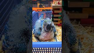 30일된 청금강 아이들이예요. #birdslover #parrot #pets #birds #cute #animals #사계절앵무새 #앵무새성장 #앵무새분양