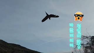 청금강 청일이 / 자유비행스토리