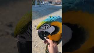 고개 흔들기 고수 루카 #shorts #청금강 #청금강…