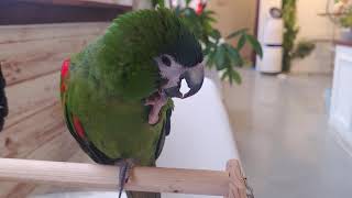 한스마카우 사랑이