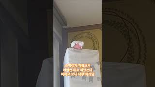 화나서 소리지르는 오복이 #앵무새 #갈라코카투 #par…