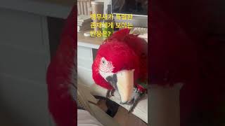 앵무새가 특별한 존재에게 보이는 반응은? #parrot…
