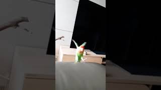 모란앵무 초롱이 날다