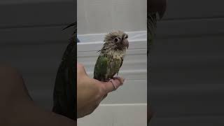 목욕이 벌써 끝나셨군요! #코뉴어 #birds