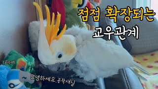 엄마의 저혈압 치료제 / 애니메이션 실사 앵무새 #김로미