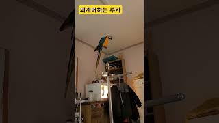 외계어하는 루카 #parrot #앵무새 #macaw #청금강 #청금강앵무새 #animal #동물 #마카우