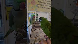 발로 인사하는 대본청앵무 (앵무새카페, 한스마카우)