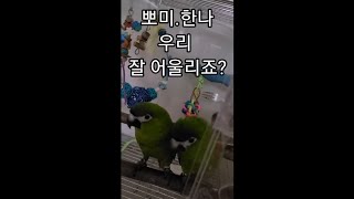 꽁패.한스마카우.뽀미.한나.두번째 이야기.2021.7.…