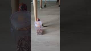 앵무새 썬코뉴어 나리