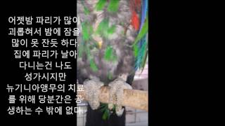 self injury Eclectus parrot th…