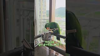 아기 뉴기니아 크롱이 뜯뜯, 포레깅 일상   #뉴기니아…