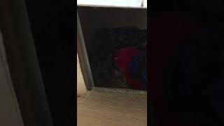 뉴기니아 와 마카우 뉴기니아 새끼 9일차 20190406 천둥 eclectus parrot baby 9 days