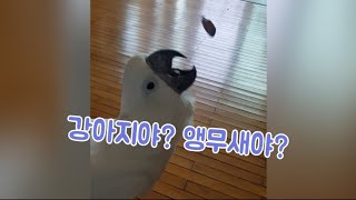강아지야 앵무새야? 앵무새 키우고 싶어지는 영상 #앵무새 #엄브렐라코카투
