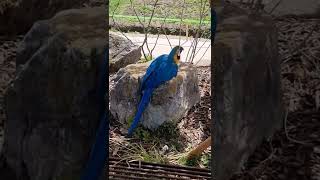 춤추는 청금강 청강이