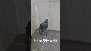 목욕하는 앵무새   #parrot #앵무새 #birds #greyparrots #cute #회색앵무 #동물 #pets