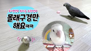 회색앵무 부러운 모란앵무 옹심이~