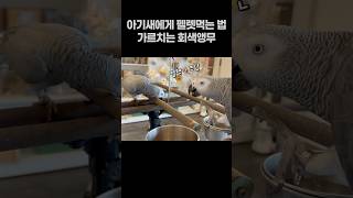 아기새에게 펠렛먹는 법 가르쳐주는 앵무새  회색앵무 잠바