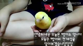[앵무새 키우기]천재 앵무새 빵이