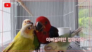 뉴기니아앵무새에게 친구가 필요한 이유!!  털고르기 (…