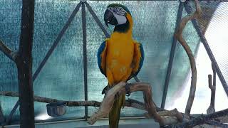 200120 부산 삼정더파크 동물원에서 말하는 앵무새 청금강앵무 관찰하기 Talking Parrot Blue and Gold Macaw おしゃべりオウム ルリコンゴウインコ