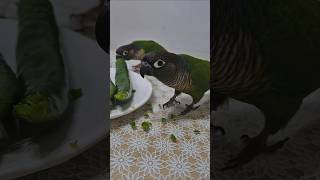 코뉴어앵무새 #하랑이#하봉이#parrot#cute