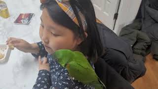 꽁패.앵무새.한스마카우.뽀미.한나.자러가기 싫은 앵무새.2022.2.23