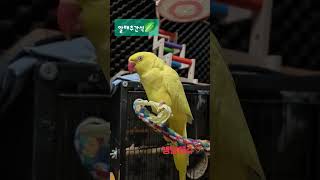 알배추간식#목도리앵무새#앵무새#parrot#먹방#간식#코뉴어#모란
