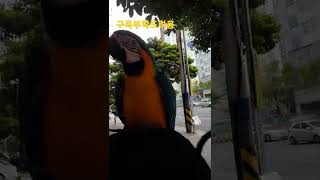 신난 청금강앵무새 루카 #shorts