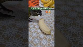 코뉴어앵무새#하랑이#하봉이#parrot#cute