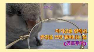 (공포주의) 퀘이커 앵무새, 아기공룡 캔디 앞에서 안경…